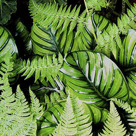 Tropical Patterns Ferns and Leaves   By Debra Cortese