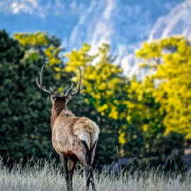 Dennis Gorzelsky: 'A Graceful Exit', 2014 Digital Photograph, Animals. Artist Description: While visiting Estes park in the Colorado Rockies, I encountered a herd of Elk grazing near the highway.  This one had had enough and turned to head back to the woods. ...