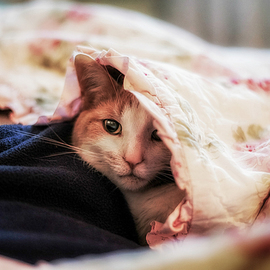 Dennis Gorzelsky: 'Comfy and Cozy', 2016 Digital Photograph, Cats. Artist Description: A cold day and a warm blanket.  The title says it all. ...