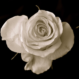 Dennis Gorzelsky: 'Rosey', 2014 Digital Photograph, Floral. Artist Description: A table flower that caught my eye with its wonderful elegance. ...