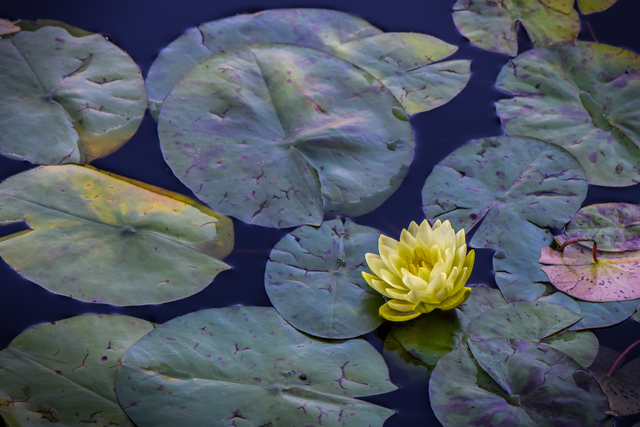 Artist Dennis Gorzelsky. 'Lovely Lotus' Artwork Image, Created in 2018, Original Photography Digital. #art #artist