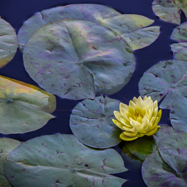 Dennis Gorzelsky: 'lovely lotus', 2018 Digital Photograph, Floral. Artist Description: In Zen, the lotus is a symbol of enlightenment.  Considering the beauty of this one, I can see why. ...