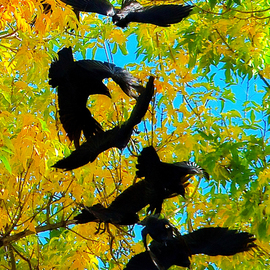 Dennis Gorzelsky: 'taking off', 2015 Digital Photograph, Birds. Artist Description: On a beautiful autumn day in Northern Colorado, a group of birds had gathered in a large tree.  When suddenly one took off, all the others quickly followed. ...