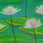 pink water lilies By Denise Seyhun