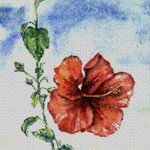 Hibiscus By Deborah Paige Jackson