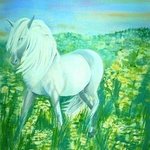 White Horse By Deborah Paige Jackson