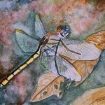 Dragonfly By Derek Mccrea