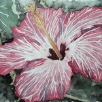 Hibiscus flower Watercolor poster print By Derek Mccrea
