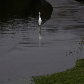 Egret on walk By Dion Mcinnis