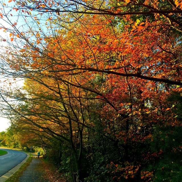 Hdhd Dndn  'Fall Foliage', created in 2016, Original Photography Digital.