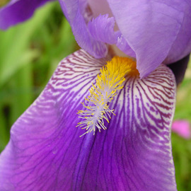 David Bechtol: 'Iris', 2007 Color Photograph, Floral. Artist Description:  Beauty from around the neighborhood ...