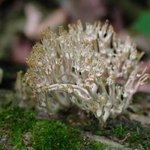Michigan Fungus, David Bechtol