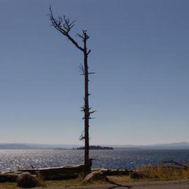 David Bechtol: 'Overlooking Yellowstone Lake', 2005 Color Photograph, nature. Artist Description: Solitary tree overlooking the lake. ...