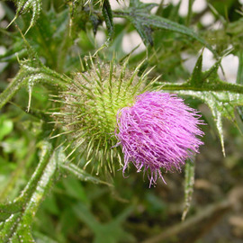 Thistle By David Bechtol