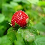 Wild Strawberry By David Bechtol