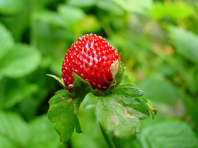 David Bechtol  'Wild Strawberry', created in 2007, Original Photography Other.