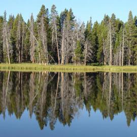 David Bechtol: 'Yellowstone Reflections', 2005 Color Photograph, Landscape. Artist Description: There are many lakes and ponds in Yellowstone. In the early morning stillness, there are many chances to get perfect reflections such as this....