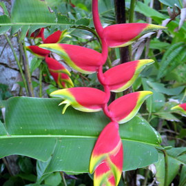 Don Jones: 'Ginger Plant', 2013 Color Photograph, Floral. Artist Description:       country scenery, caribbean, donjones, floral, flowers, wild plant,      ...