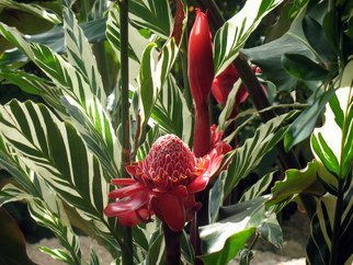 Don Jones: 'Lovers Paradise', 2011 Color Photograph, nature.                     country scenery, caribbean, donjones, photography, Hibiscus, nature, flowers plant/ flowers, beeze, food, fruits, spiderweb     Orchid, plant, flowers, don jones, photography              ...
