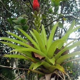 Don Jones: 'Orchid', 2013 Color Photograph, Floral. Artist Description:   country scenery, caribbean, donjones, donkey,  ...