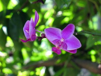 Don Jones: 'Orchid 2', 2012 Color Photograph, Floral.             country scenery, caribbean, donjones, animal, bird, wwilflife, donkey,     Orchid, plant, flowers, don jones, photography      ...