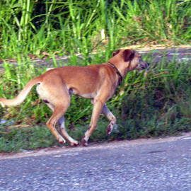 Don Jones: 'Running Dog', 2013 Color Photograph, Animals. Artist Description:         country scenery, caribbean, donjones, animal        ...
