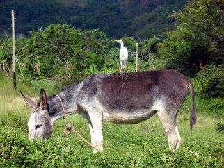 Don Jones: 'Watch de Ride', 2012 Color Photograph, Animals.            country scenery, caribbean, donjones, animal, bird, wwilflife, donkey,          ...