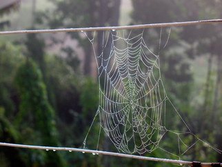 Don Jones: 'Web of Time', 2011 Color Photograph, nature.                    country scenery, caribbean, donjones, photography, Hibiscus plant/ flowers, beeze, food, fruits, spiderweb     Orchid, plant, flowers, don jones, photography             ...