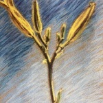 Day Lily 2, Donna Gallant