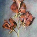 red redbox sweet pea By Donna Gallant