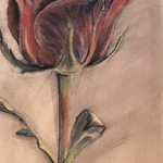 rose By Donna Gallant