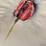 tulip By Donna Gallant