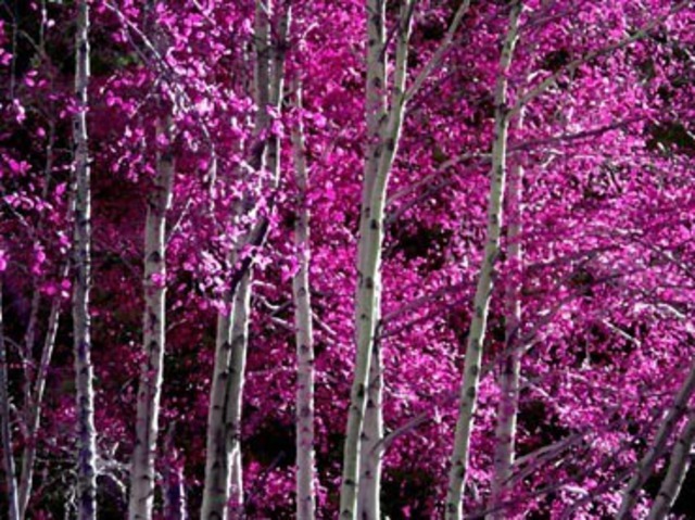 Artist Dora Martinez. 'Pink Trees' Artwork Image, Created in 2008, Original Computer Art. #art #artist