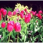 Tulips, Dora Martinez