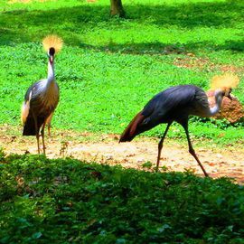 AFRICAN CRESTED CRANES By Oleti Joseph Andima