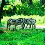 African Zebras 2, Oleti Joseph Andima