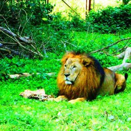 Oleti Joseph Andima: 'LION KING OF JUNKLE', 2012 Color Photograph, Animals. 