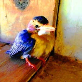 Oleti Joseph Andima: 'STALAGAMITE KINGFISHER', 2012 Color Photograph, Birds. 