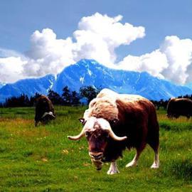 Alaska Musk Ox  By Dianne  Roberson
