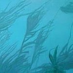 Sea Surge in the Kelp Forest By Donna Schaffer