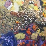 Spiney Starfish, Donna Schaffer