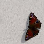 Butterfly, Paul Edwards