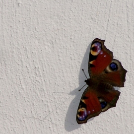 Paul Edwards: 'butterfly', 2017 Digital Photograph, Animals. Artist Description: Peacock butterfly on a textured wall. ...