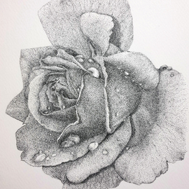 Nazanin Majdi: 'rose flower', 2019 Ink Drawing, Nature. Artist Description: stippling artwork from a rose flower using black ink and watercolor paper...