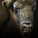 buffalo By Elena Dmitrenko