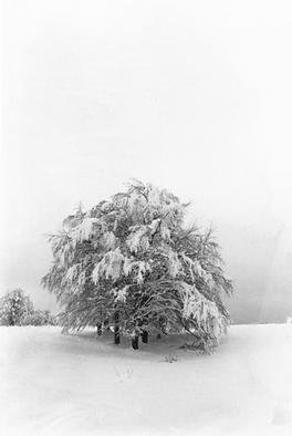 Elio Morandi: 'beechs with snow', 1986 Black and White Photograph, Undecided. 