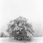 Beechs With Snow, Elio Morandi