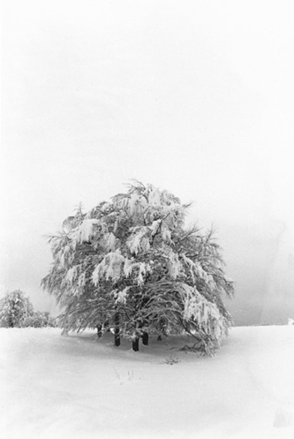 Elio Morandi  'Beechs With Snow', created in 1986, Original Photography Black and White.