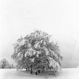 beechs with snow By Elio Morandi