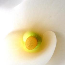 calla lily By Elio Morandi